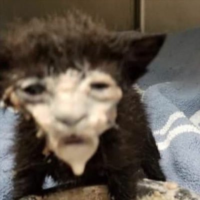 kazumithe_smok's profile picture. Just an artist a on training arc. And my goal is to reach 1k followers for now.