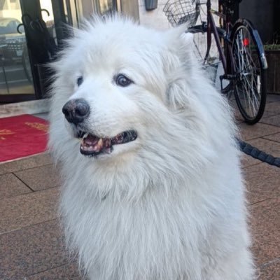 suibiyoroshiku4's profile picture. 未経験でも稼げるお店 吉原粋美こちらから求人募集しております。質問などもご気軽にお問い合わせください