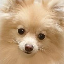 lieztgoddess's profile picture. I like the sea, I like flowers, I like sunrise and sunset. Don’t live too boringly in a romantic age. Just stay safe in the unpredictable future.