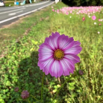 TakamitsuH40474's profile picture. 統一武道の師範で、自然が大好きです‼️