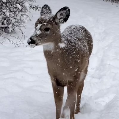 bearycutebaby's profile picture. . . 𝘎𝘦𝘯𝘵𝘭𝘦 𝘮𝘢𝘮𝘢 🦌❄️
 𝘴𝘩𝘦/𝘩𝘦𝘳, 23, 𝘛𝘢𝘬𝘦𝘯...
𝘤𝘰𝘶𝘯𝘵𝘳𝘺 𝘱𝘭𝘢𝘤𝘦, 𝘲𝘶𝘪𝘦𝘵 𝘱𝘭𝘢𝘤𝘦.