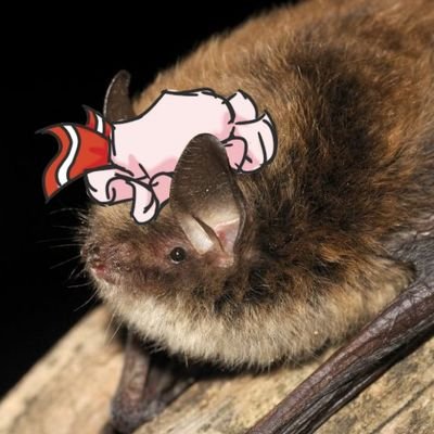 Tokaijufan's profile picture. Male | 20 | Remilia Scarlet lover | Chiroptera Enthusiast 🦇 | Number 1 EoSD Glazer | New account of @Vladliliac