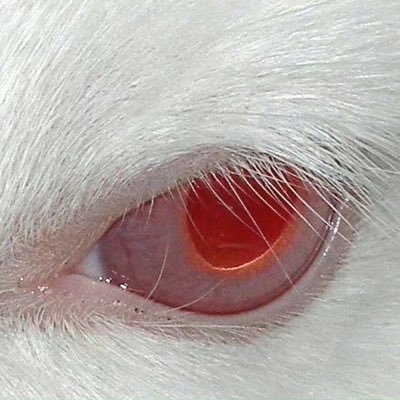 vailisF's profile picture. 可以叫我尾。宝贝，你可以吃美味麦麦现炸薯条。