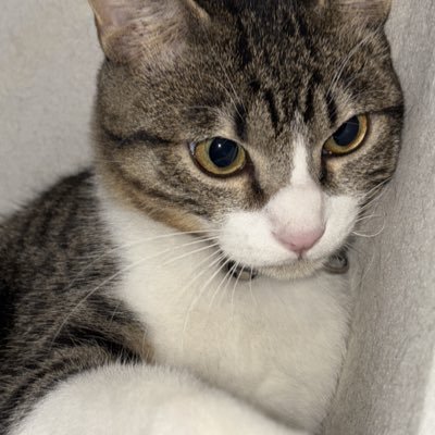 michaelangelomx's profile picture. Nutriartist & Coach. https://t.co/XREFm7s5X6 online / presencial