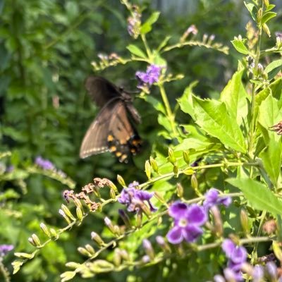 Justforfun93383's profile picture. 