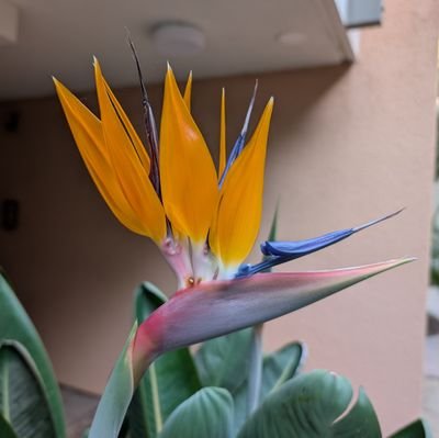 lillipilly55534's profile picture. torn between my career ambitions and quitting to live a slow, cottage core life.