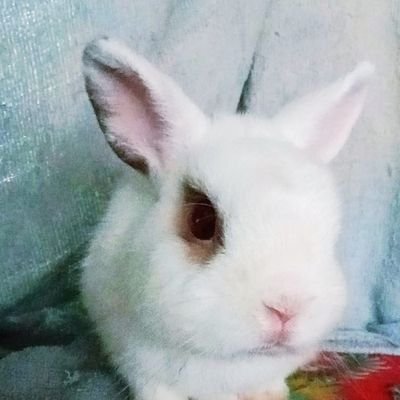 Bibua717's profile picture. #jimmyyjp #bb0un (fan account)