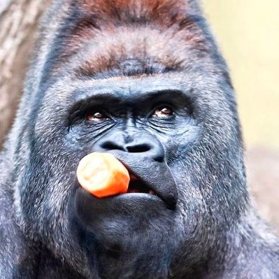 GoriGoriUhoho0's profile picture. ウッホでつぶやいても変わらない様な事こっちでつぶやく