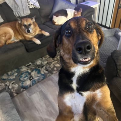 BurnoppJess's profile picture. Mom, Dog Mom X 5, Patriot. God bless President Trump 🇺🇸 Keep men out of woman’s sports! Rejoice Always, Pray Continuously 💪🇺🇸💜🙏