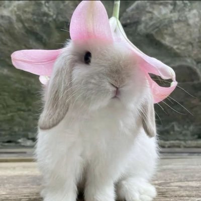 malditosql's profile picture. teclando bobices no cmd