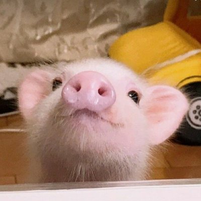 Refuperosinf's profile picture. player x | 17y
chasing a ghost
🇦🇷🇧🇷