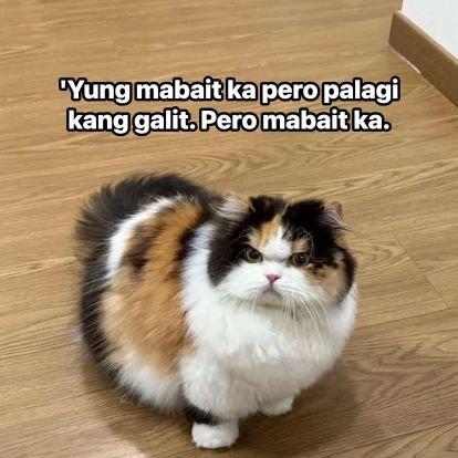 coupshanmin's profile picture. | not a minor |26| reading / fan account 🤟🏻former resident GIF Warrior ng HeeJakeVille 🙈 this ACC IS requoting aus and fics. DNF if you're MINOR🫵