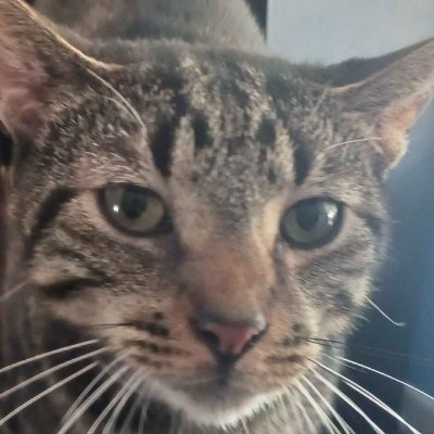 Kageaisu's profile picture. 