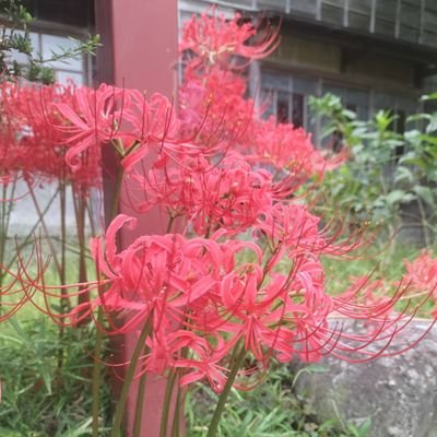 jnsei_owari_000's profile picture. 闘病垢+愚痴垢/ただの戯言/死ぬほどGLAYが好き/鬱+複雑性PTSD