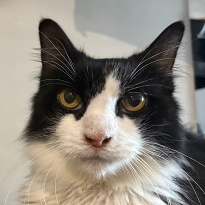 urfavtuxiee's profile picture. 🌟 KING OF ALL CATS 🌟 🎂 ~ June 4, 2014 (11yo) 📍USA