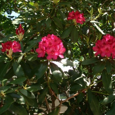 __euwu's profile picture. 