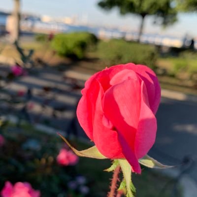 Jun08300524's profile picture. ❤️E.YAZAWA❤️中島みゆき💛浜田省吾💙昭和歌謡🩵taxi driver🚖drive🚙〜♪🌿🌹🌼aromatherapy☕️♨️🍷⚾️⛳️⛰️🌊