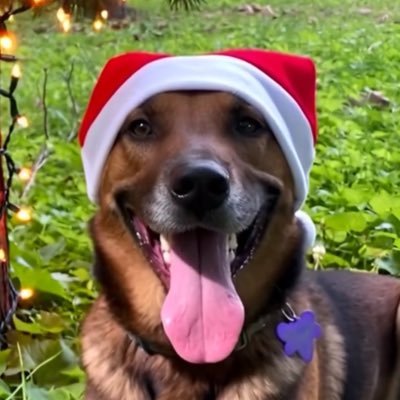 PackAtHeart's profile picture. 10 acre dog retreat. Postings up-to-date to connect rescues. fosters, volunteers, and dog-lovers to their new friends and family.🇺🇸