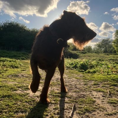 georgecross's profile picture. Love my Family , Dogs & Country 🏴󠁧󠁢󠁥󠁮󠁧󠁿🇬🇧 Retweets aren’t always endorsements ⚽️ Up the Gills