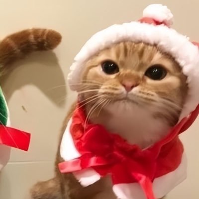 lacypinkrry's profile picture. this nostalgia in my bones why can’t i forget it?