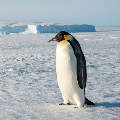 kasu_for_linne's profile picture. 