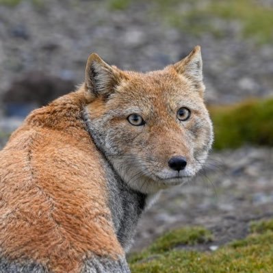 laohe23's profile picture. 特斯拉铁粉