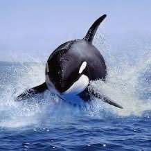 gamesetmatch444's profile picture. orcinus orca/petty mob general