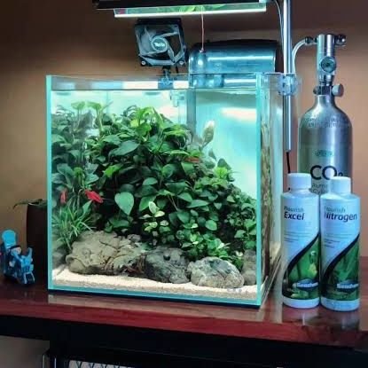 SonicSneaker's profile picture. Here for the ride.