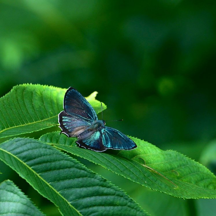 KotaNgsmg1's profile picture. 