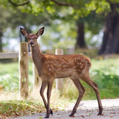 Jamescroxf5351's profile picture. wildlife photographer , dog walker and own a mini which I use to do charity events.