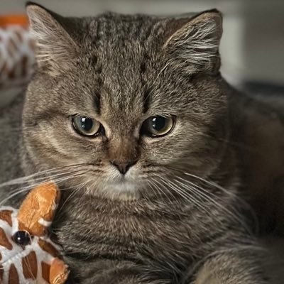 Johnstevensons_'s profile picture. 「すべてのK-POPモーメントへのゲートウェイ」🌍 グローバルK-POPアクセス｜🎟 VIP＆電子チケット 💎 信頼のセラー（3年以上）｜⚡ 迅速で安全なお取引 💌 ご予約はDMまで🎉