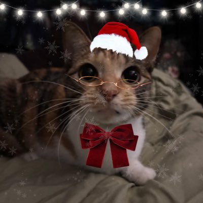 gasketcat's profile picture. 