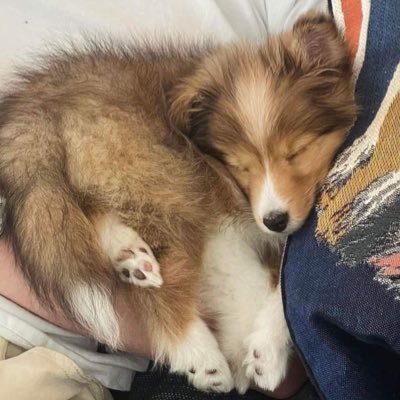 sensoryhourly's profile picture. sensory stimulating visuals & sounds 🍓🍏 read https://t.co/GcCqrFNKbT for more information regarding my account. bot & conservative accounts = blocked