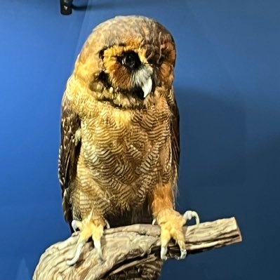 fukurouowl5317's profile picture. 