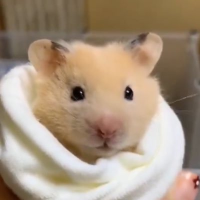 hi_ichidayo's profile picture. 행흐허