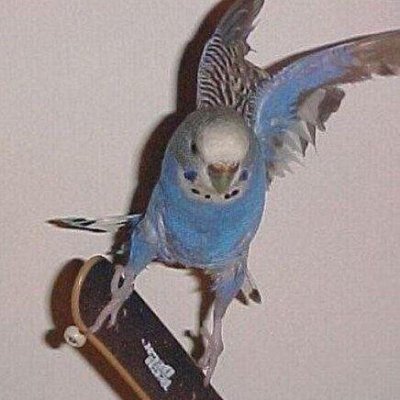 biggie_btc's profile picture. Bitcoin doesn't care 🕊️ $IREN $CIFR $CLSK $MARA