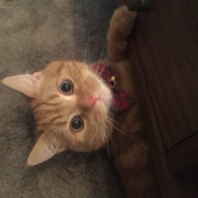 kabu_neko_sake's profile picture. 株と猫と酒をこよなく愛する40代です。趣味は米国株と日本株の投資戦略を考えることです。写真は私の上司のらすくんです。