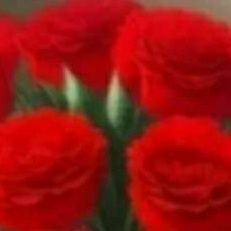 cvbcbbcvb908's profile picture. اليمن    48