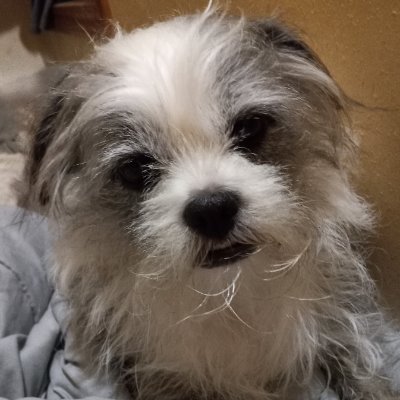 baileysuep's profile picture. Tired of weak men/fake women.There are only 2 genders. Scam & who oar accounts interacting with my posts get blocked. 2A all the way.  God and guns and freedom.