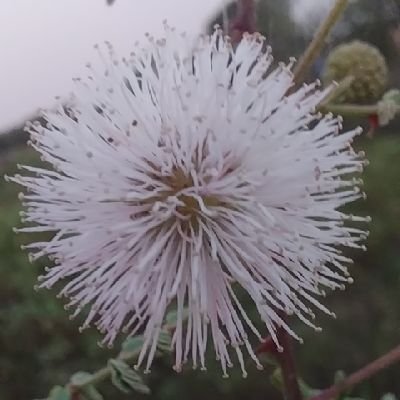 Sfi3HZ0VB1S6RLS's profile picture. Shyam Nawale