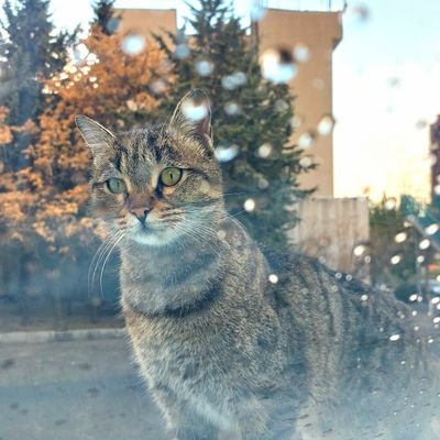 narcissus_yolo's profile picture. Is it better to speak or die?...🕊