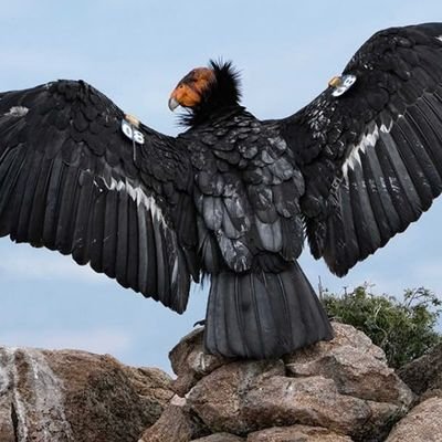 Visarma1556's profile picture. 