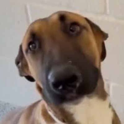 8415_n's profile picture. Rooting for LIFE. Save our pets. Abolish kill-shelters.