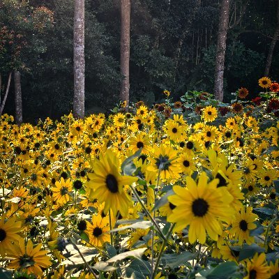 claire_tso123's profile picture. No day but today.