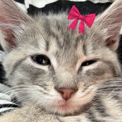 Azuggar's profile picture. I don’t ship GL, I luxury cruise it. 🌻✨