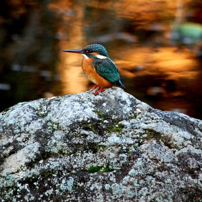 HATUNE119911's profile picture. カメラマンやってます、
人物や鳥や色々撮ってます。
プライベートで野生の鳥や動物を
仕事で宣材写真や人物を撮っています。
初音ミクが大好き
よろしくおねがいします