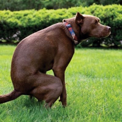 dogsheiitadvice's profile picture. just here to give you the dog shit advice you need..