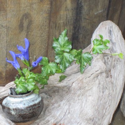 hemeishanlu0's profile picture. ミカン畑に漂う甘い香りが大好きです。