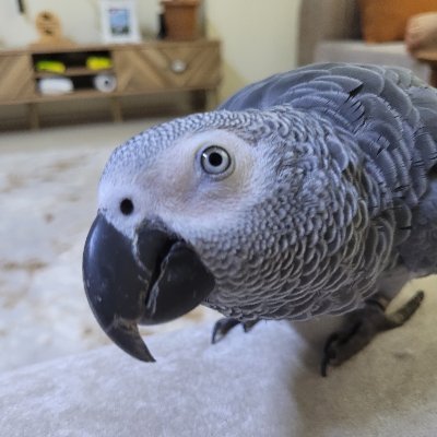 adnanbayrakx's profile picture. 