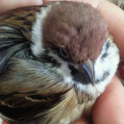 wrobel200's profile picture. He they 16+ only
Mettatons proud housewife
Please respond to me as quickly as possible I will freak out